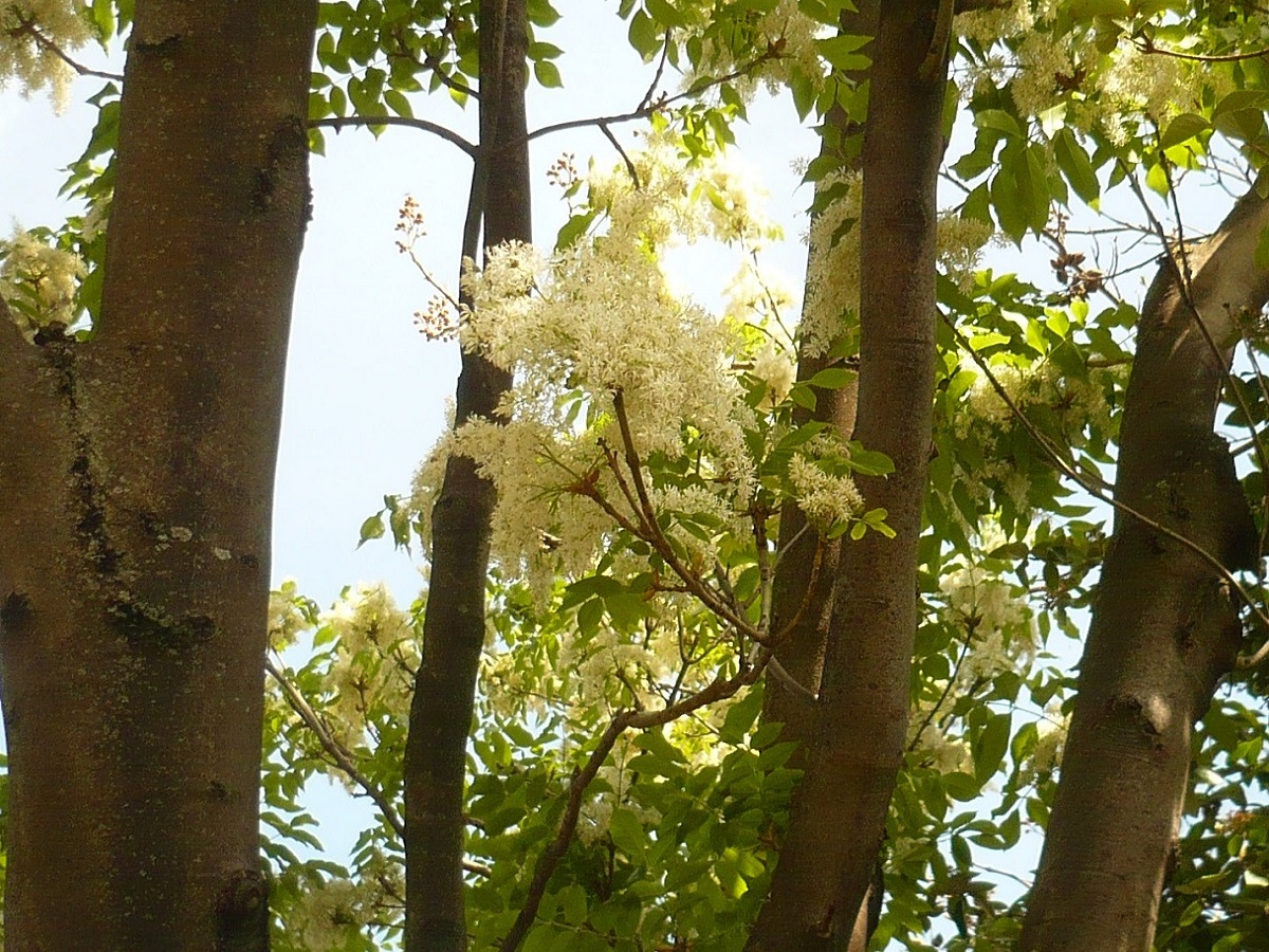 Fraxinus ornus subsp. ornus (Oleaceae)